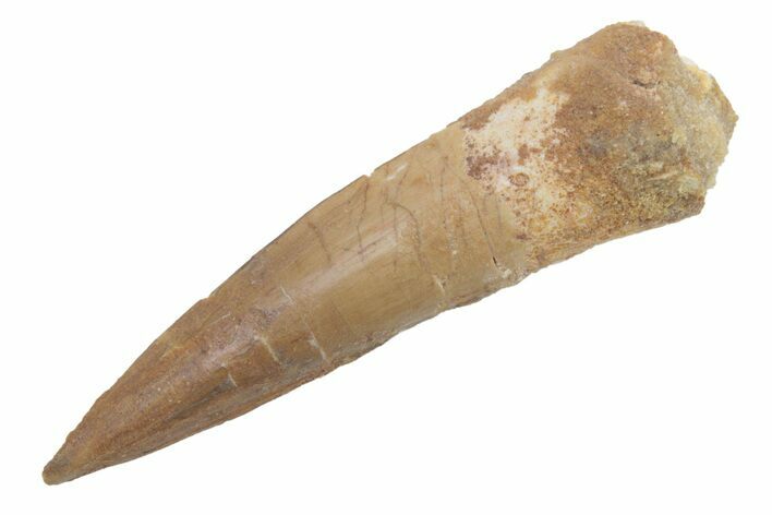 Fossil Spinosaurus Tooth - Real Dinosaur Tooth #222574